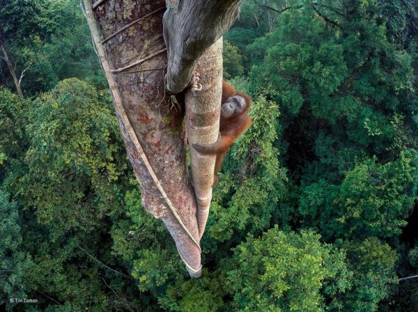 penghargaan kontes tahunan Wildlife Photographer of the Year